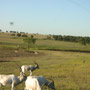 The dinner is held on the property of a trash dump (really!) and is also a wild game preserve.