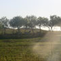 There are zebra hiding in the treeline... 