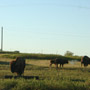Not so well hidden buffalo...